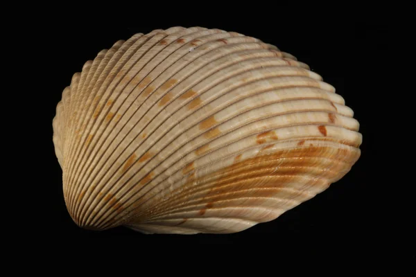 Sea shell — Stock fotografie