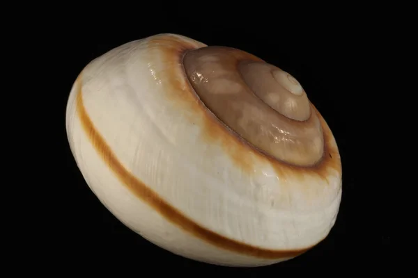 Sea shell — Stock fotografie