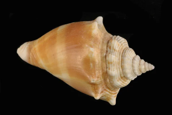 Sea shell — Stockfoto