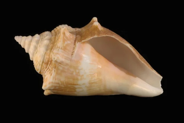 Sea shell — Stock fotografie