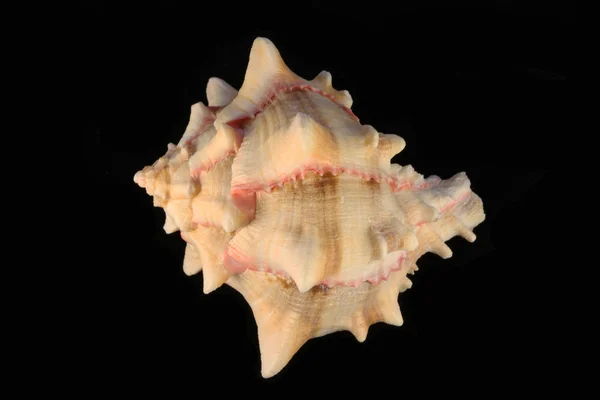 貝殻 — ストック写真