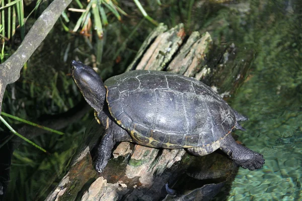 Zeeschildpad — Stockfoto