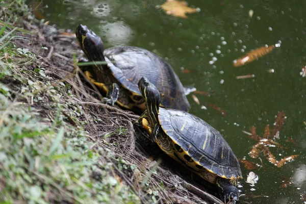 Zeeschildpad — Stockfoto