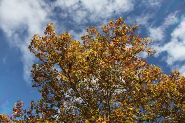 Sarı ağacın kıvrık dalları sonbaharda taç takar.