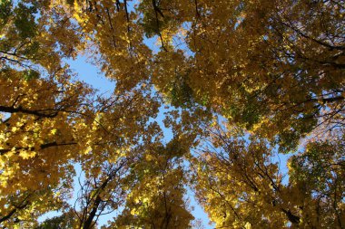 Sarı ağacın kıvrık dalları sonbaharda taç takar.