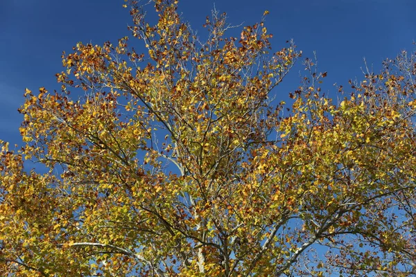 Gedraaide Takken Van Gele Boom Kronen Herfst — Stockfoto