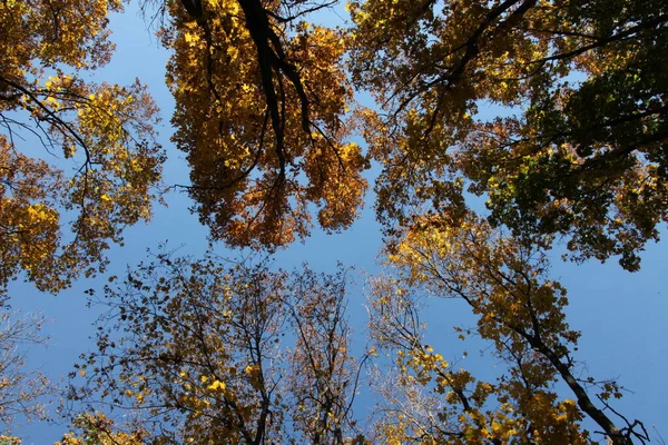Στριμμένα Κλαδιά Του Κίτρινου Δέντρου Κορώνες Φθινόπωρο — Φωτογραφία Αρχείου