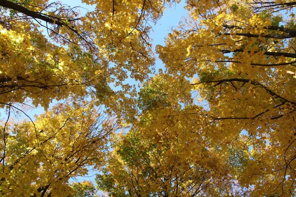 Στριμμένα Κλαδιά Του Κίτρινου Δέντρου Κορώνες Φθινόπωρο — Φωτογραφία Αρχείου