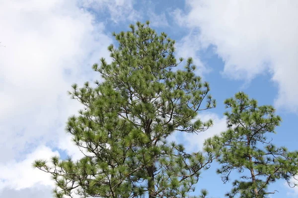 蓝天背景上松树的树冠 — 图库照片