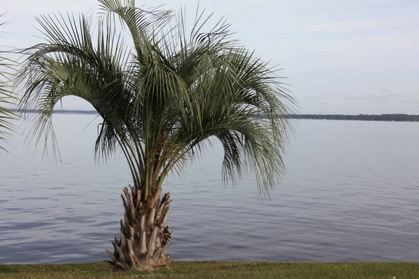 Pindo Palmiyeleri Diğer Yaygın Adı Jöle Avuç — Stok fotoğraf