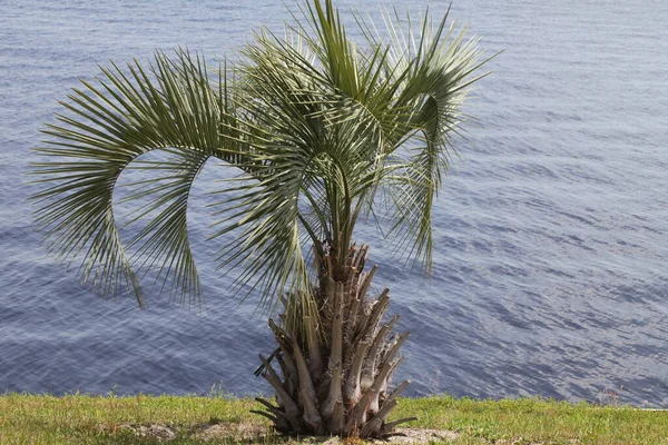 山核桃棕榈的另一个通称是果冻棕榈 — 图库照片