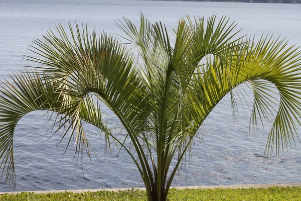 Pindo Palmer Andra Vanliga Namn Gelé Palm — Stockfoto