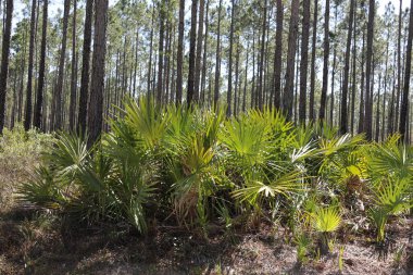 Palmetto ya da Sabal minor, bilinen adıyla cüce palmetto, Florida Park 'ta doğal ortamlarda gruplandırılıyor.