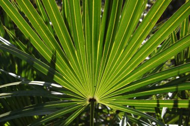 Palmetto ya da Sabal minor, bilinen adıyla cüce palmetto, Florida Park 'ta doğal ortamlarda gruplandırılıyor.