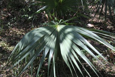 Palmetto ya da Sabal minor, bilinen adıyla cüce palmetto, Florida Park 'ta doğal ortamlarda gruplandırılıyor.