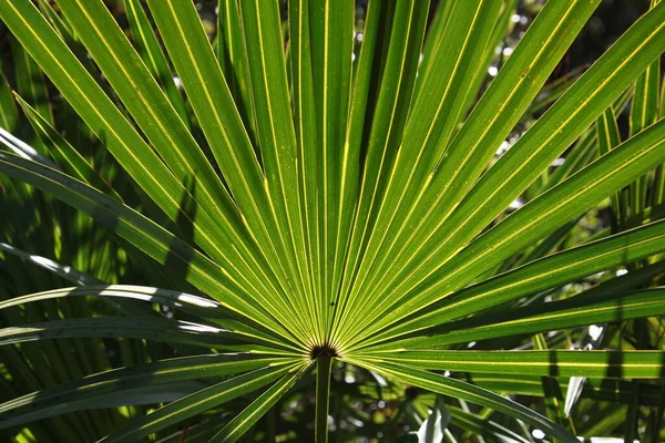 パルメットまたはサバル マイナー 通称ドワーフ パルメットは フロリダ パークの自然環境でグループ化されている — ストック写真