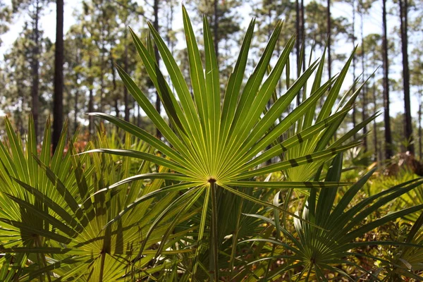 Palmetto ya da Sabal minor, bilinen adıyla cüce palmetto, Florida Park 'ta doğal ortamlarda gruplandırılıyor.