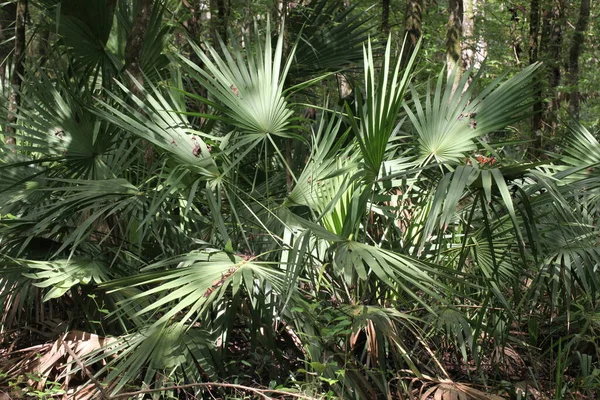 Palmetto ya da Sabal minor, bilinen adıyla cüce palmetto, Florida Park 'ta doğal ortamlarda gruplandırılıyor.