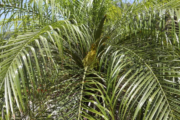 Phoenix Roebelenii Tacı Cüce Palmiye Cüce Palmiyesi Minyatür Hurma Veya — Stok fotoğraf