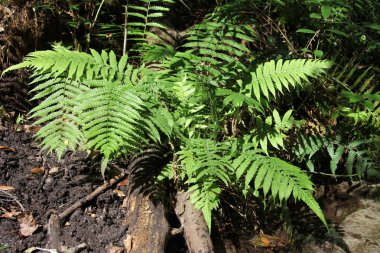 Tropikal ormanda eğreltiotu veya polipodiyopsida (polipodiophyta)