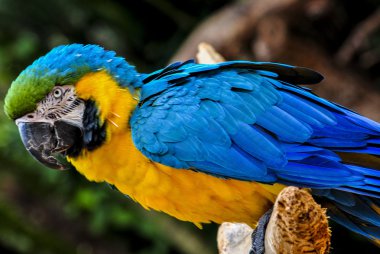 Brezilyalı papağan