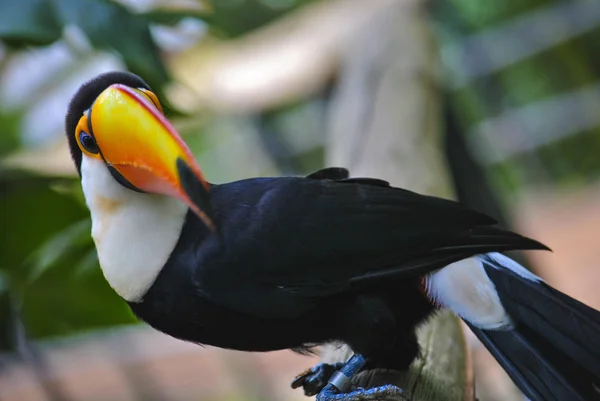 Look toucan — Stock Photo, Image