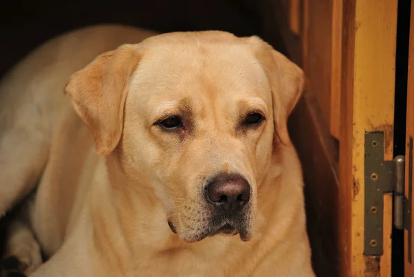 Labrador retriever op zoek na het huis Stockafbeelding