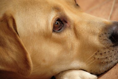Labrador retriever düşünceli