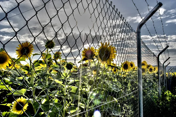 Spanish sunflowers field