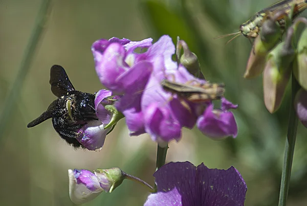 Zwarte bumblee bee op de bloemen Rechtenvrije Stockafbeeldingen