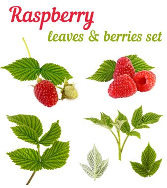 Ahududu bitki - yaprakları ve meyveleri seti