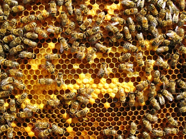 Zavřít pohled na pracovní včely Royalty Free Stock Obrázky