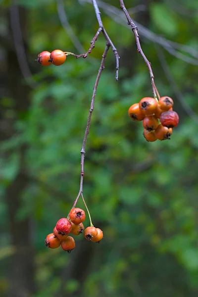 Beeren Auf Einem Ast Herbstlichen Wald — Stockfoto