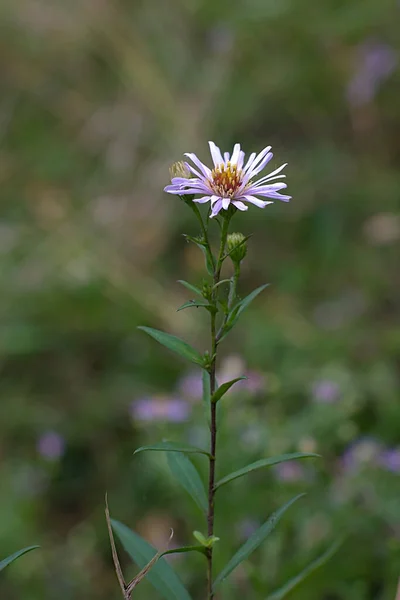 Delicate Aster Flower October Morning — Stock Photo, Image