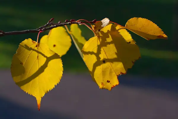 Yellow Leaves Linden Branch Fall — Stock Photo, Image