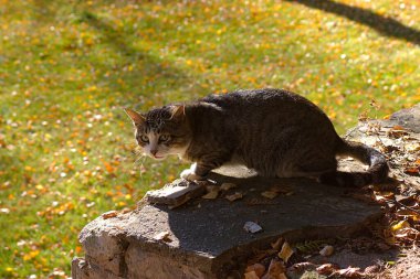 Güneş ışığında güneşlenen gri bir kedi. 