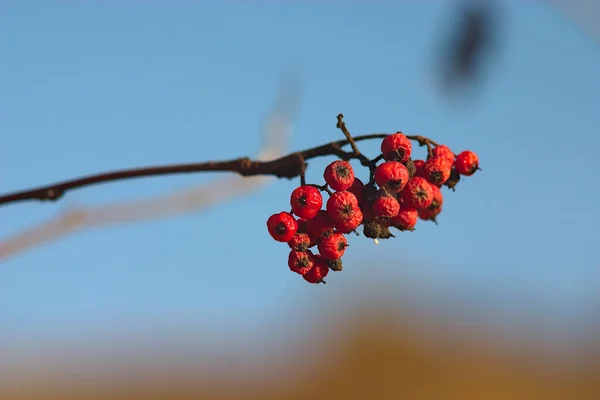 Bayas Rojas Maduras Una Rama Serbal Otoño —  Fotos de Stock