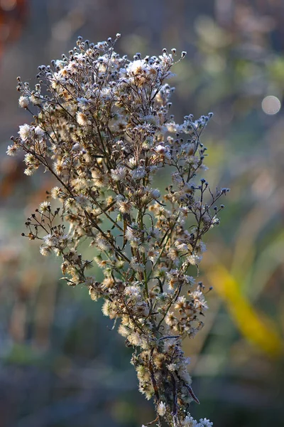 秋の朝霜に覆われた植物は — ストック写真