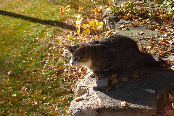 太陽の光を浴びている灰色の猫が — ストック写真