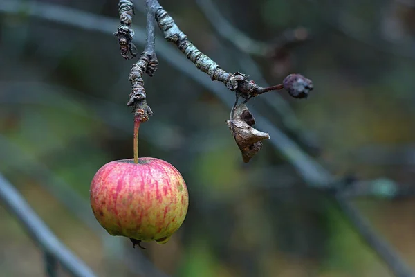 Una Manzana Madura Una Rama Otoño — Foto de Stock