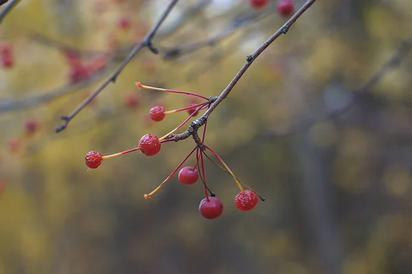 Las Bayas Maduras Rojas Rama Otoño —  Fotos de Stock