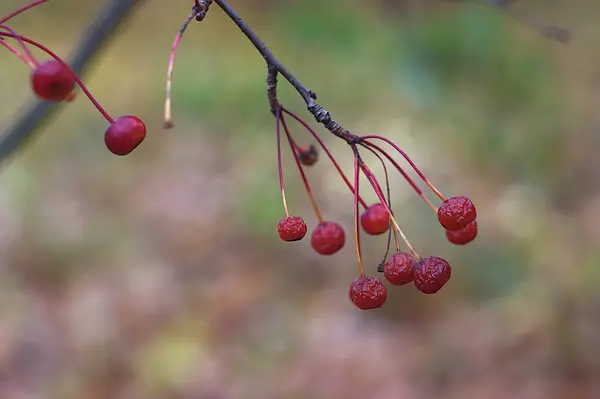 秋に枝に熟した赤い果実 — ストック写真