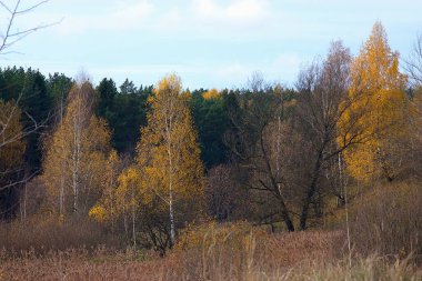 Şehrin varoşlarındaki sonbahar orman parkı.