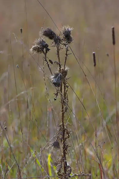 Una Pianta Spinosa Essiccata Prato Autunnale — Foto Stock