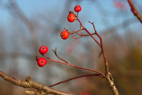 Bright Red Rowan Berries Branch — Stock Photo, Image