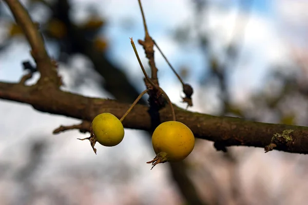 秋天枝头上的小黄果 — 图库照片