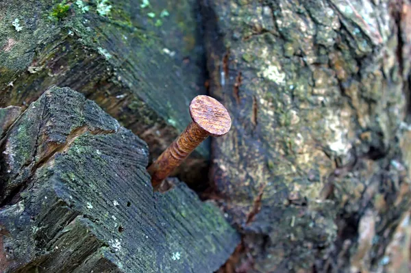 Rusty Nail Hammered Sawn Birch Bough — Stock Photo, Image