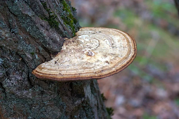 Fungo Parasita Tronco Uma Velha Bétula — Fotografia de Stock