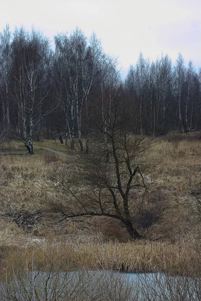 Tree Shore Freezing Pond Late Autumn — Stock Photo, Image