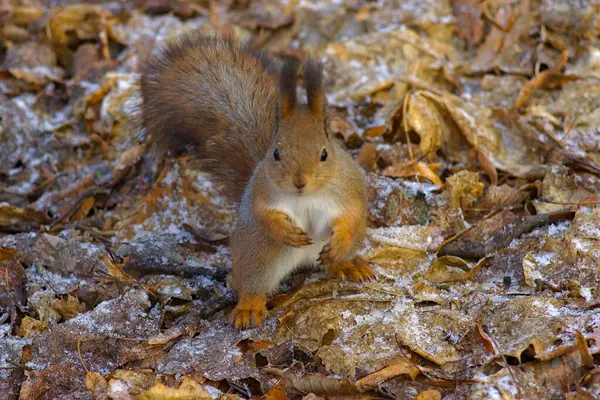 Esquilo Vermelho Parque Final Outono — Fotografia de Stock